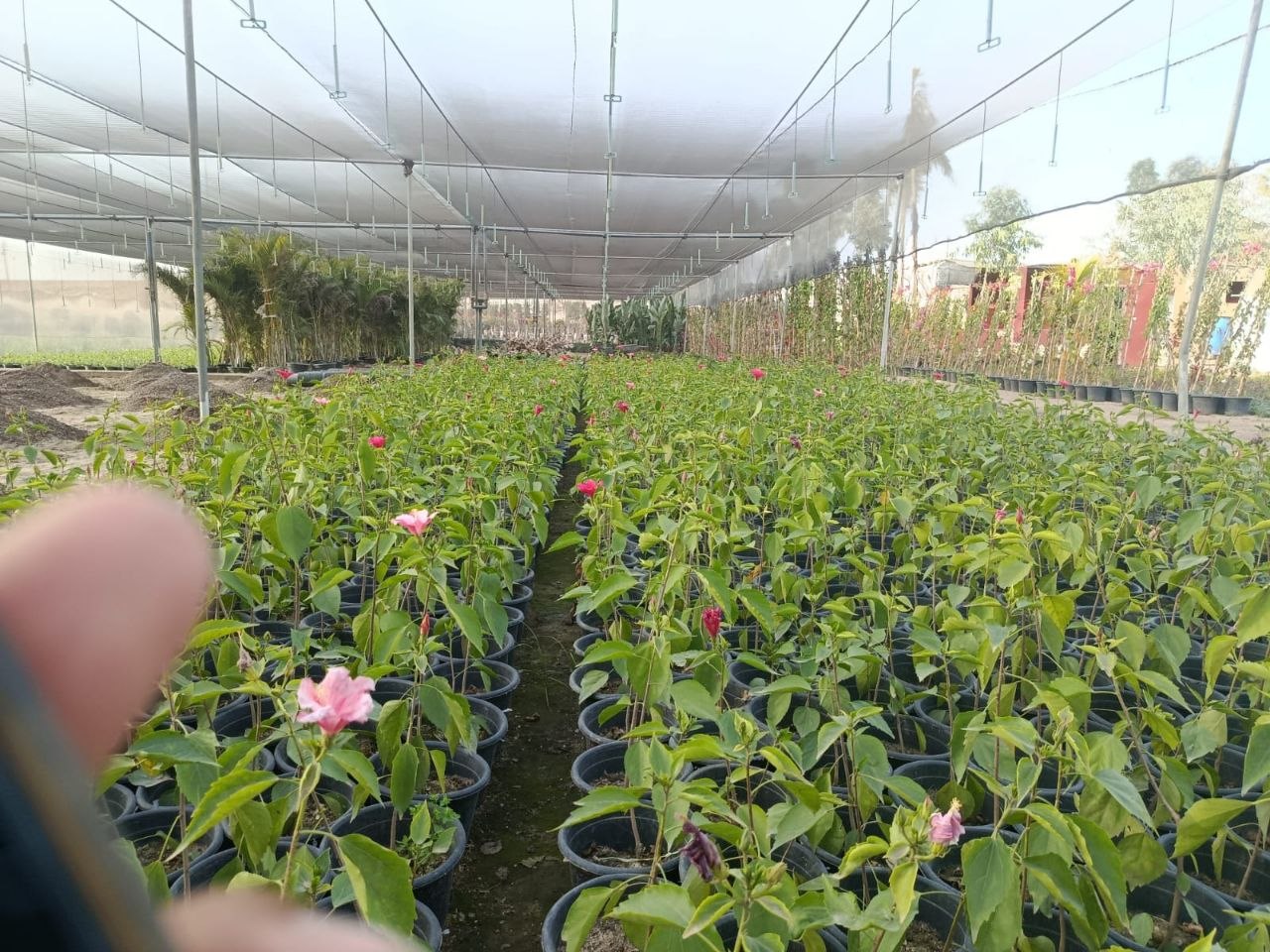 تربة وسماد
