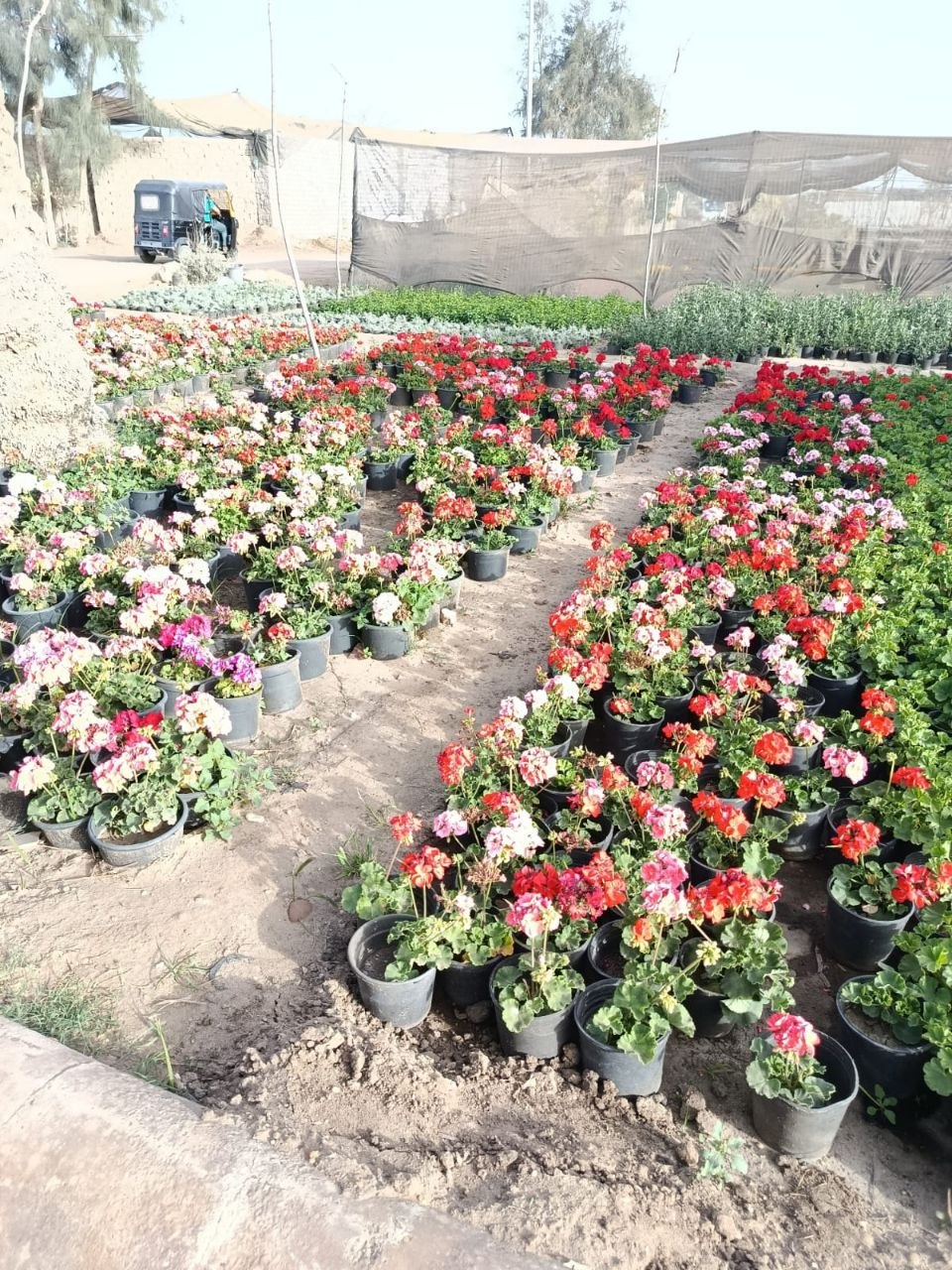 مولش وغطاء أرضي